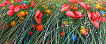 Load image into Gallery viewer, Tuscany painting by Raimondo Pacini painter &quot;Field of colorful flowers&quot; original canvas Toscana landscape
